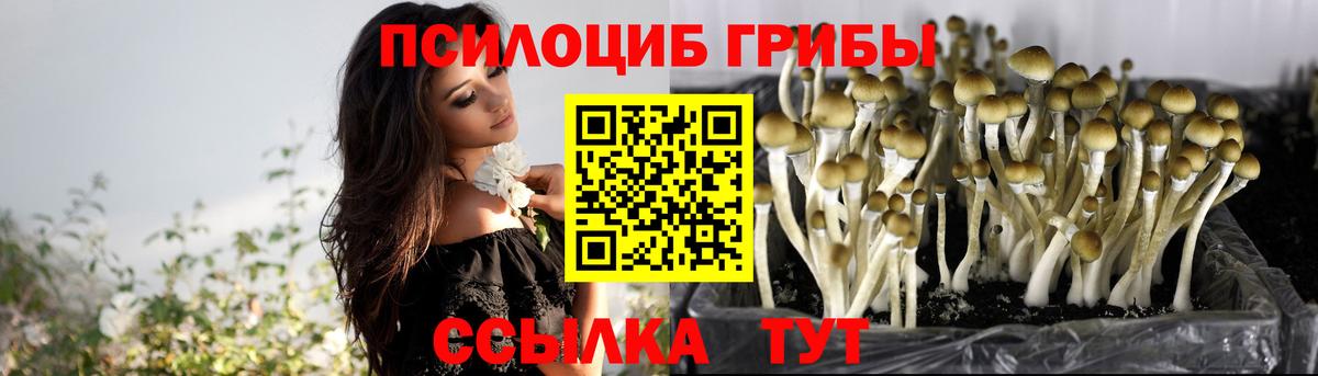 Галлюциногенные грибы Psilocybine cubensis  Вход с VPN  Гудермес 